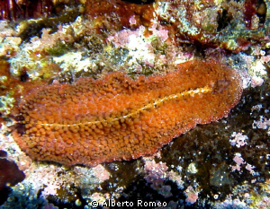 Portrait of a mediterranean flatworm (Thysanozoon brocchii). by Alberto Romeo 